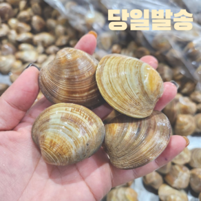 생물 활 대 백생합 조개 생합 캠핑 찜 탕 안주, 1개, 5kg(100미 내외)