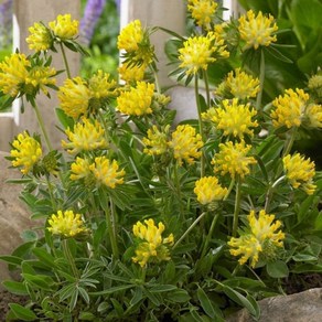 [모야모 꽃씨] 노랑갈퀴 (Kidney Vetch) 씨앗 20립, 1개