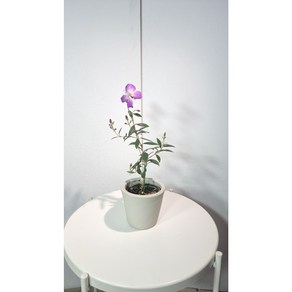 서비내 티보치나 Tibouchina uvilleana 야생화 예쁜꽃 감성식물 인기식물, 3개, .