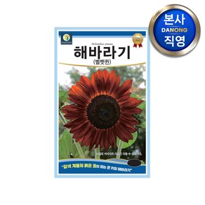 해바라기 벨벳퀸 씨앗 50립 . 갈색 계통 붉은색 꽃 큰키 꽃밭 일년생 꽃씨 종자, 1개