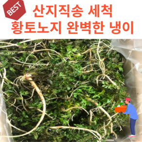 황토 노지 세척 냉이 산지직송 충남홍성, 1개, 1kg