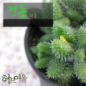 허브여울다육 전동(뇌동) 지름 9cm 소품 다육화분, 1개