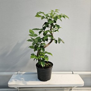 식공플랜츠 s라인 녹보수 선이있는 관엽식물 공기정화 40-60cm 149, 1개