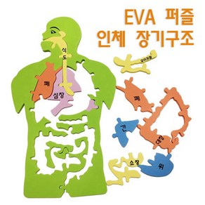 EVA 인체 장기구조 퍼즐 해부모형 인체모형만들기