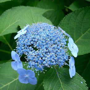 리서스원예 산수국 꽃나무 별수국 산수국묘목 산수국키우기 개화주 포트묘