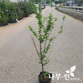 [나무인] 앵두나무결실주 포트재배목, 1개