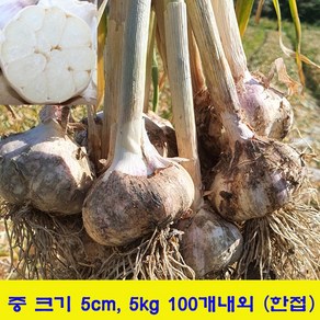 24년 국산 창녕 햇마늘 통마늘 직접재배 산지직송 저장 장아찌 마늘 중 3kg 5kg 10kg, 중3kg, 1개