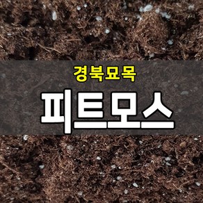 [경북농원] 블루베리 묘목 2~3년생 포트묘 판매중, 전용흙 피트머스 5L, 1개