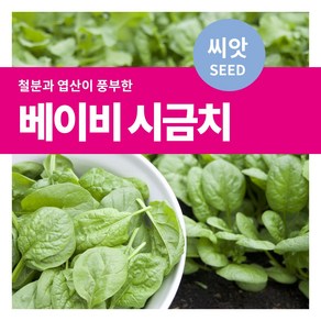 마이플랜트 샐러드 채소 베이비 시금치 씨앗, 1000립, 1개