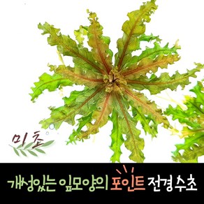 [미초] 쭈구리 헬프리 레드베인 수초 1촉 / 중후경 수초 / 레이아웃 / 어항 수초, 1개