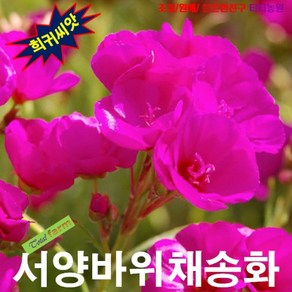 (씨앗) 서양바위채송화 (칼란드리니아 움베라타) 25립, 1개