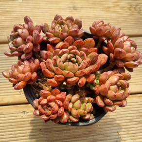 [수암다육] 핑크루비 랜덤발송 Sedeveia 'Pink Ruby' 랜덤발송 다육 다육이 다육식물 핑클루비, 1개
