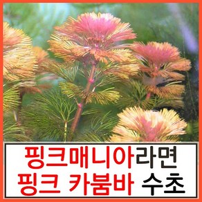 수초하우스) 핑크 카붐바 10촉