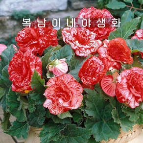 물결베고니아 마르모라타 [1개 복남이네야생화 begonia], 1개