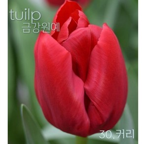 튤립(Tulip) 추식 구근 입고 금강원예, 커리(5구), 1개