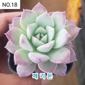 다육식물- 희귀 다육 100가지 모아보기, [NO. 18] 5.5cm 포트, 1개