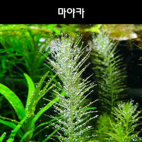 [수초아쿠아] 마야카 / 부드럽고 미세한 잎이 은신처로, 1촉, 1개