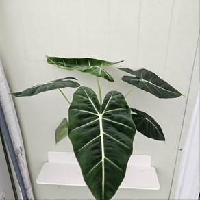 알로카시아 프라이덱그린(대품) 묵은둥이에요 높이 30~40cm 봄에는좀작아요, 1개