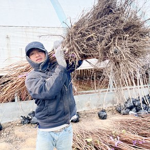 감나무 묘목 곶감나무 둥시감나무 1년생 상묘, 둥시 감나무, 1개