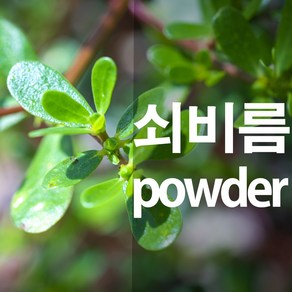 쇠비름가루 마치현 분말, 300g, 1개, 1개입