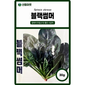 산들마켓 블랙썸머 시금치 씨앗 30g 노균병 강한 엽육이 두텁고 수량성이 높은 맛 좋은 사계절 전용 시금치씨 종자, 1개
