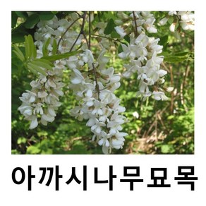 아까시나무 묘목 아카시아 실생2년 5주묶음, 1개