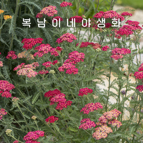 빨간 톱풀 세리스퀸 [4포트 복남이네야생화 모종 허브 야로우 아킬레아 achillea], 4개