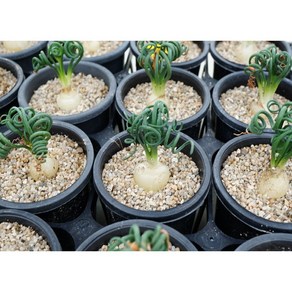 스피랄리스[Albuca spialis] 랜덤