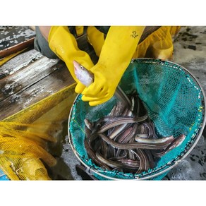 [전국왕수산] 통영 산지직송 싱싱한 대짜 바다장어! (2~3미 내외), 1개, 1kg (2~3미)