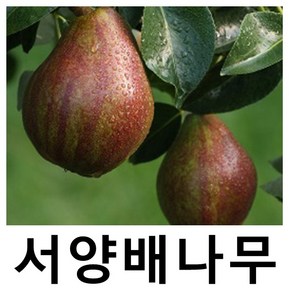 서양배나무 묘목 티모 접목1년, 1개