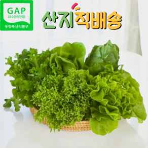 [해빛팜] GAP인증 친환경 유러피안 샐러드 쌈채소 당일수확, 1박스, 1kg