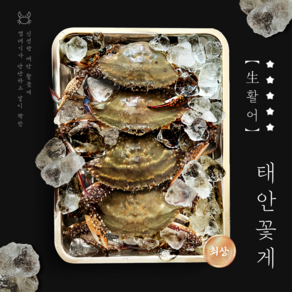[태안직송] 암꽃게 제철 활꽃게 알배기 생물 꽃게, 1박스, 1kg 3-6미