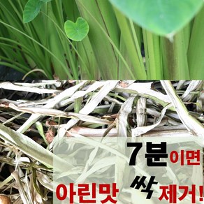 엔젤농장 유기농 국산 건토란대 말린토란줄기, 1개, 50g