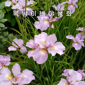 아이리스 시베리안 기타노세이자 [1포트 복남이네야생화 iis sibeian], 1개