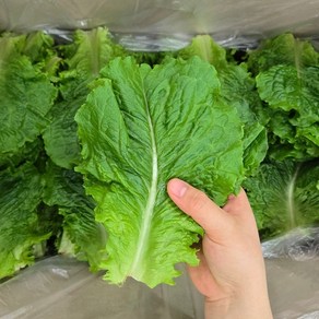 맛통령 국내산 아삭이 로메인 청상추, 1개, 4kg