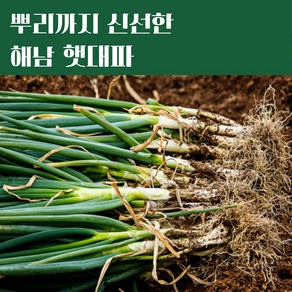 [청정 해남산] 햇 대파 신선한 향과 아삭한 식감, 1세트, 1kg