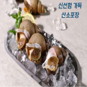 산소포장 더욱 신선하게 포항 선주직송 백골뱅이 백고동 골뱅이, 1개, 살아있는 활 1kg<소>45마리 내외