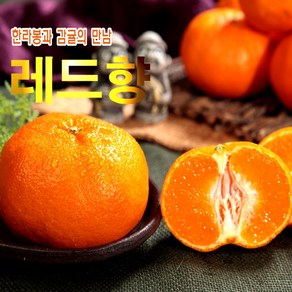 달콤의 여왕!! 올탑농원 24년 햇 레드향 1.5kg/2.5kg/4.5kg (가정용), 레드향 1.5kg 랜덤과, 1개