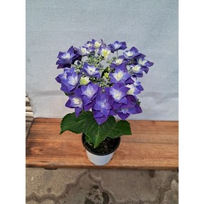 별수국 보라/너무이뻐요., 1개