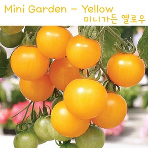 미니가든 노랑 Mini Gaden Yellow 희귀 난쟁이 토마토 교육용 체험용세트