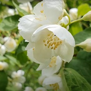 [좋은원예] 고광나무 H0.8m 1주, 1개