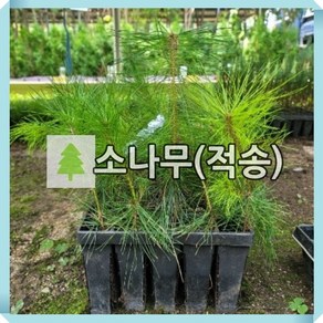 소나무 묘목 적송 키80-90cm 포트 2개묶음