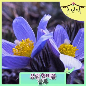 Pulsatilla Pasque, 블루, 1개