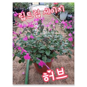 세이지리틀립 세이지 허브 022 특 공기정화식물/미세먼지/공기정화효과 공기정화식물, 1개