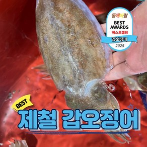 선도최상 자연산 제철 활 갑오징어, 1박스, 갑오징어 3kg