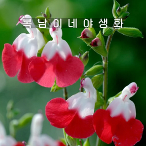 핫립o체리 꽃색랜덤 [1포트 복남이네야생화 식용꽃 허브 세이지 살비아 salvia], 1개