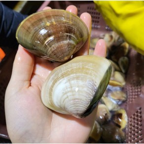 [자연산] 거제도 참백합 생물, 1개, 2kg