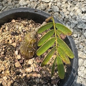 [올식스] 세나메리디오날리스 아프리카 괴근 희귀 코덱스식물, 1개, 단일