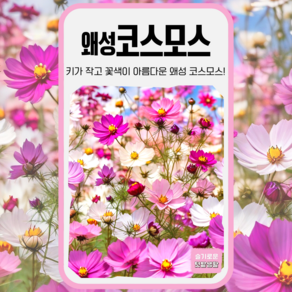 왜성코스모스 씨앗 200립 세계종묘 종자 모종 씨 꽃씨 야생화 혼합종, 1개