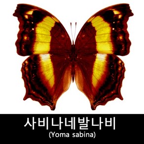 나비표본제작 싸비나네발나비표본 Yoma sabina 70mm+-